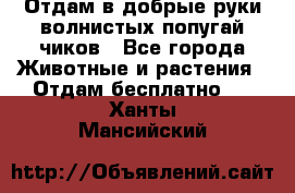Отдам в добрые руки волнистых попугай.чиков - Все города Животные и растения » Отдам бесплатно   . Ханты-Мансийский